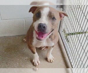 Staffordshire Bull Terrier Dogs for adoption in Houston, TX, USA