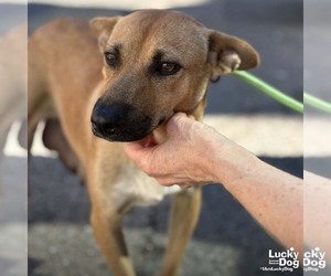 Mutt Dogs for adoption in Washington, DC, USA