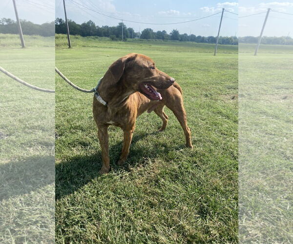 Medium Photo #1 Labrador Retriever-Unknown Mix Puppy For Sale in Pryor, OK, USA