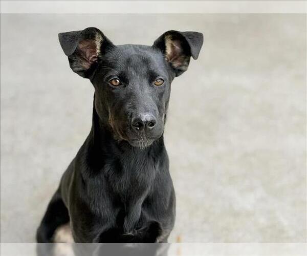 Medium Photo #1 German Shepherd Dog-Unknown Mix Puppy For Sale in Tulsa, OK, USA