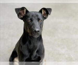 German Shepherd Dog-Unknown Mix Dogs for adoption in Tulsa, OK, USA