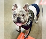 Small Photo #25 French Bulldog Puppy For Sale in GIG HARBOR, WA, USA
