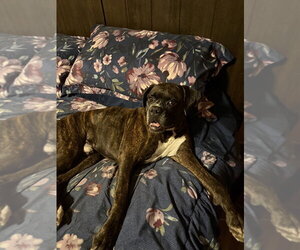 Shadow II - Male Boxer Dog for Adoption - Photo #3