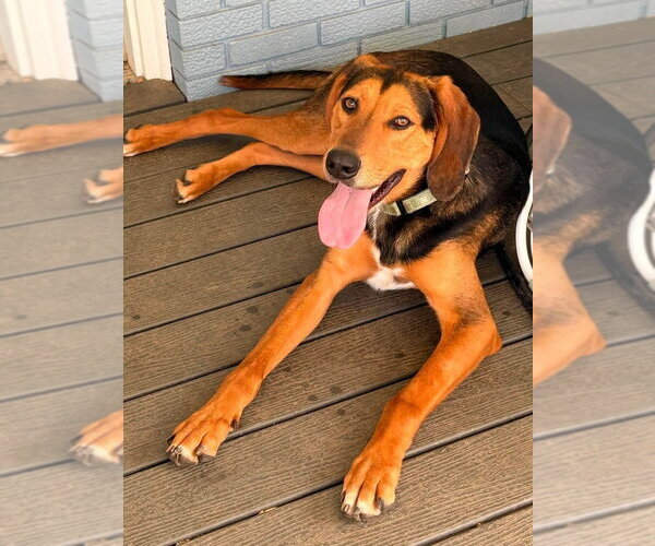 Medium Photo #9 Black and Tan Coonhound-Unknown Mix Puppy For Sale in Evansville, IN, USA