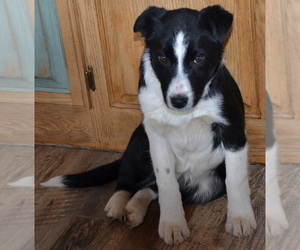 Australian Shepherd-Border-Aussie Mix Puppy for sale in BAXTER, MN, USA