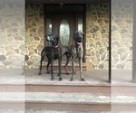 Small Photo #5 Great Dane Puppy For Sale in GREENBRIER, TN, USA