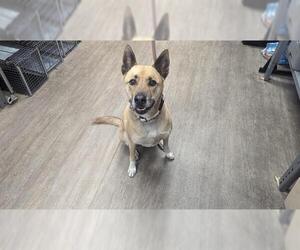 German Shepherd Dog-Unknown Mix Dogs for adoption in Pasadena, CA, USA