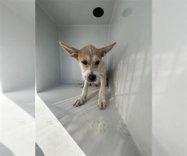 Medium Photo #1 Mutt Puppy For Sale in Houston, TX, USA