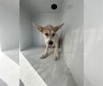 Small Mutt