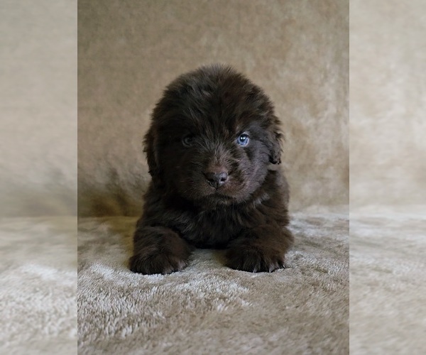 Medium Photo #2 Newfoundland Puppy For Sale in CAMBRIDGE, NE, USA