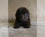 Small Photo #6 Newfoundland Puppy For Sale in CAMBRIDGE, NE, USA
