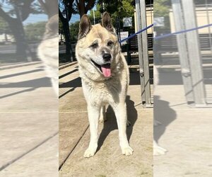 Akita Dogs for adoption in Lodi, CA, USA