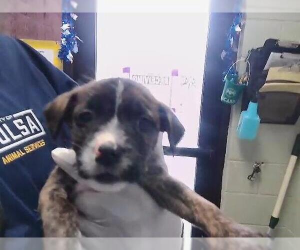 Medium Photo #1 Parson Russell Terrier-Unknown Mix Puppy For Sale in Tulsa, OK, USA