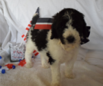 Small Photo #7 Poodle (Standard) Puppy For Sale in INDEPENDENCE, MO, USA