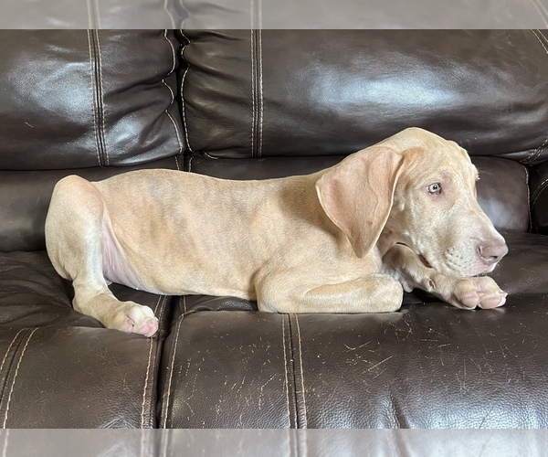 Medium Photo #3 Great Dane Puppy For Sale in CLOVER, SC, USA