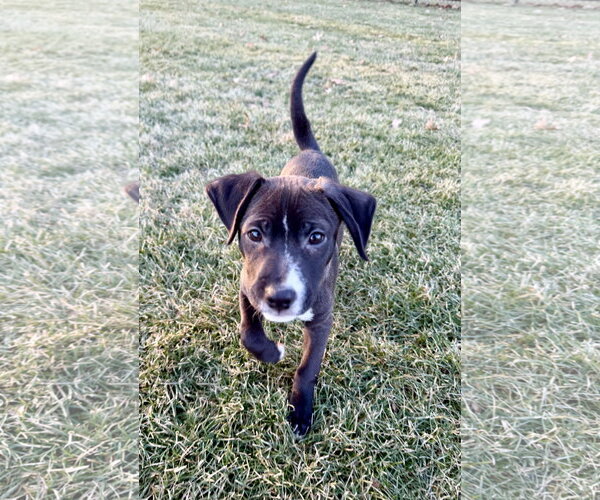 Medium Photo #14 Labrador Retriever-Unknown Mix Puppy For Sale in Plainfield, IL, USA