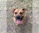 Small #1 Boxer Mix