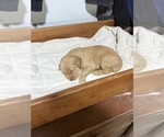 Small #15 Golden Retriever