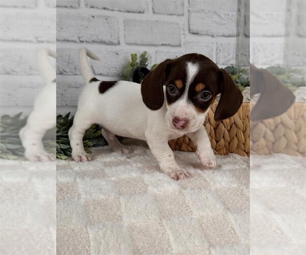 Medium Photo #1 Dachshund Puppy For Sale in PEMBROKE PINES, FL, USA