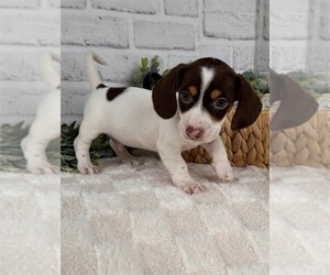 Dachshund Puppy for sale in PEMBROKE PINES, FL, USA