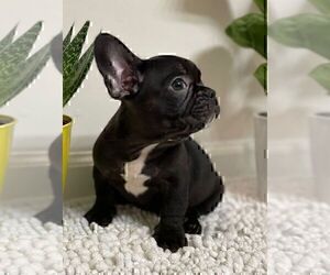 French Bulldog Puppy for sale in JOHNS ISLAND, SC, USA