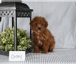 Small Photo #1 Poodle (Miniature) Puppy For Sale in HOLMESVILLE, OH, USA
