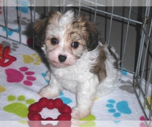Papitese Puppy for sale in ORO VALLEY, AZ, USA