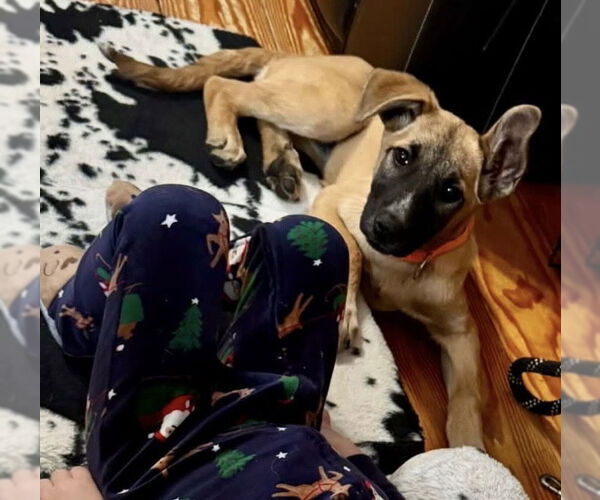 Medium Photo #7 Mutt Puppy For Sale in Alexander, AR, USA