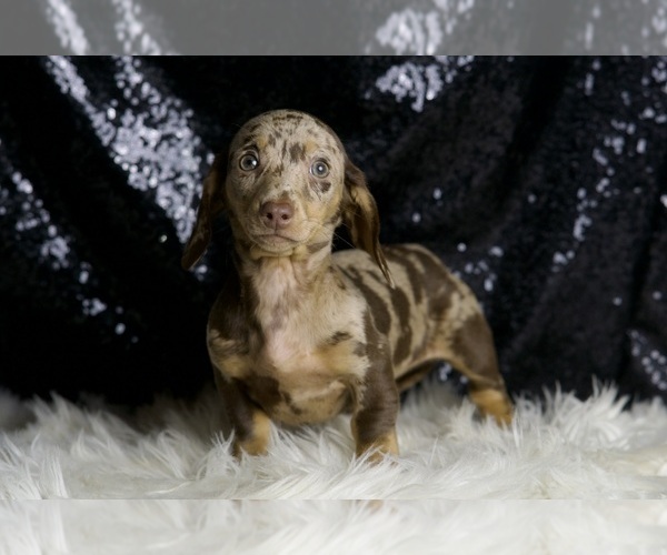 Medium Photo #4 Dachshund Puppy For Sale in WARSAW, IN, USA