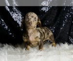 Small #3 Dachshund
