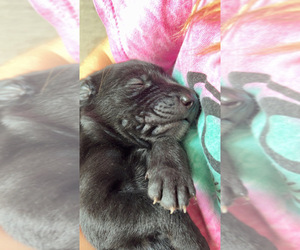 Labrador Retriever-Treeing Walker Coonhound Mix Puppy for sale in BEAUFORT, NC, USA