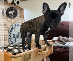 French Bulldog Puppy for sale in LANCASTER, MO, USA