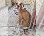 Small Boxer Mix