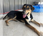 Small #7 Australian Shepherd-German Shepherd Dog Mix