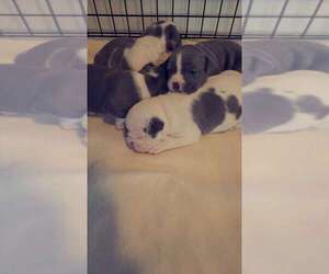 American Bulldog-American Bully Mix Puppy for sale in GENOA CITY, WI, USA