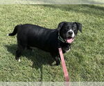 Small #2 Labrador Retriever