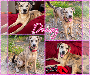 Catahoula Leopard Dog-Unknown Mix Dogs for adoption in Blacksburg, SC, USA