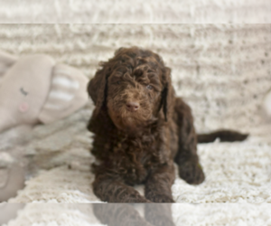 Medium Labradoodle mix (+ Poodle Standard)