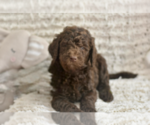 Puppy Blue Labradoodle mix (+ Poodle Standard)