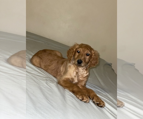 Medium Photo #16 Goldendoodle-Poodle (Standard) Mix Puppy For Sale in DETROIT, MI, USA