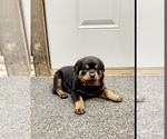 Small #43 Rottweiler