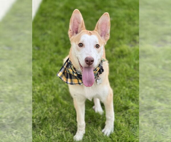 Medium Photo #2 Siberian Husky-Unknown Mix Puppy For Sale in Phoenix, AZ, USA