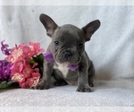 Small Photo #1 French Bulldog Puppy For Sale in CEDAR LANE, PA, USA