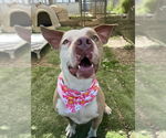 Small #20 American Staffordshire Terrier Mix
