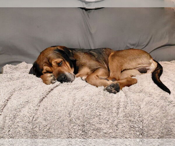 Medium Photo #2 Mastiff-Unknown Mix Puppy For Sale in Fort Collins, CO, USA