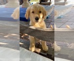 Small #20 Golden Retriever