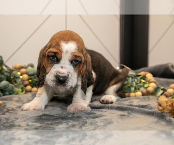 Medium Photo #3 Basset Hound Puppy For Sale in FRESNO, OH, USA