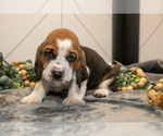 Small #2 Basset Hound