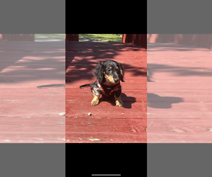 Dachshund Puppy for sale in NILES, MI, USA