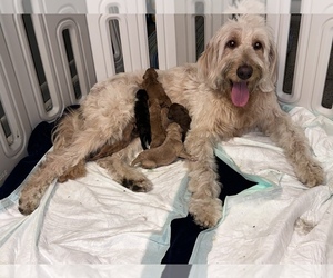 Mother of the Goldendoodle puppies born on 04/20/2023